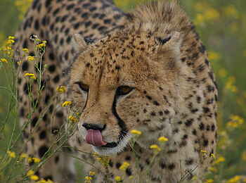 Naankuse Lodge: Ein Gepard auf der Pirsch Naankuse Lodge: Ein Gepard auf der Pirsch