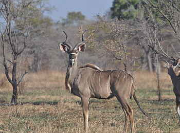 Nanzhila Plains Safari Camp: Kudu-Bock Nanzhila Plains Safari Camp: Kudu-Bock