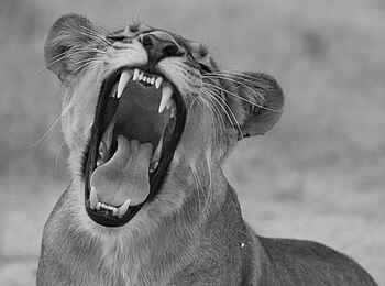 Nehimba Lodge: Löwenweibchen Nehimba Lodge: Löwenweibchen