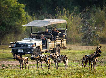 Nkwali Camp: Pirschfahrt mit Wildhunden
