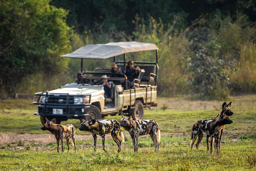 Nkwali Camp: Pirschfahrt mit Wildhunden Nkwali Camp: Pirschfahrt mit Wildhunden