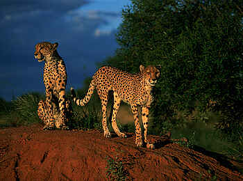 Okonjima Plains Camp: Gepardenpärchen Okonjima Plains Camp: Gepardenpärchen