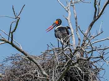 Saguni Safari Lodge: Storch Saguni Safari Lodge: Storch