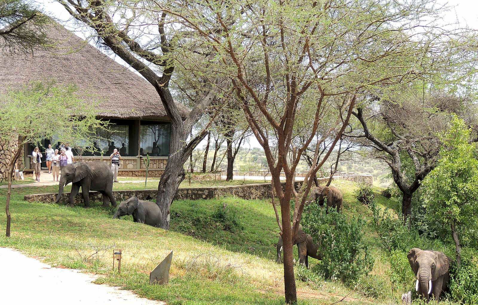 Tarangire Safari Lodge: Elefanten zu Gast Tarangire Safari Lodge: Elefanten zu Gast
