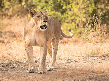Ulusaba Rock Lodge: Löwin