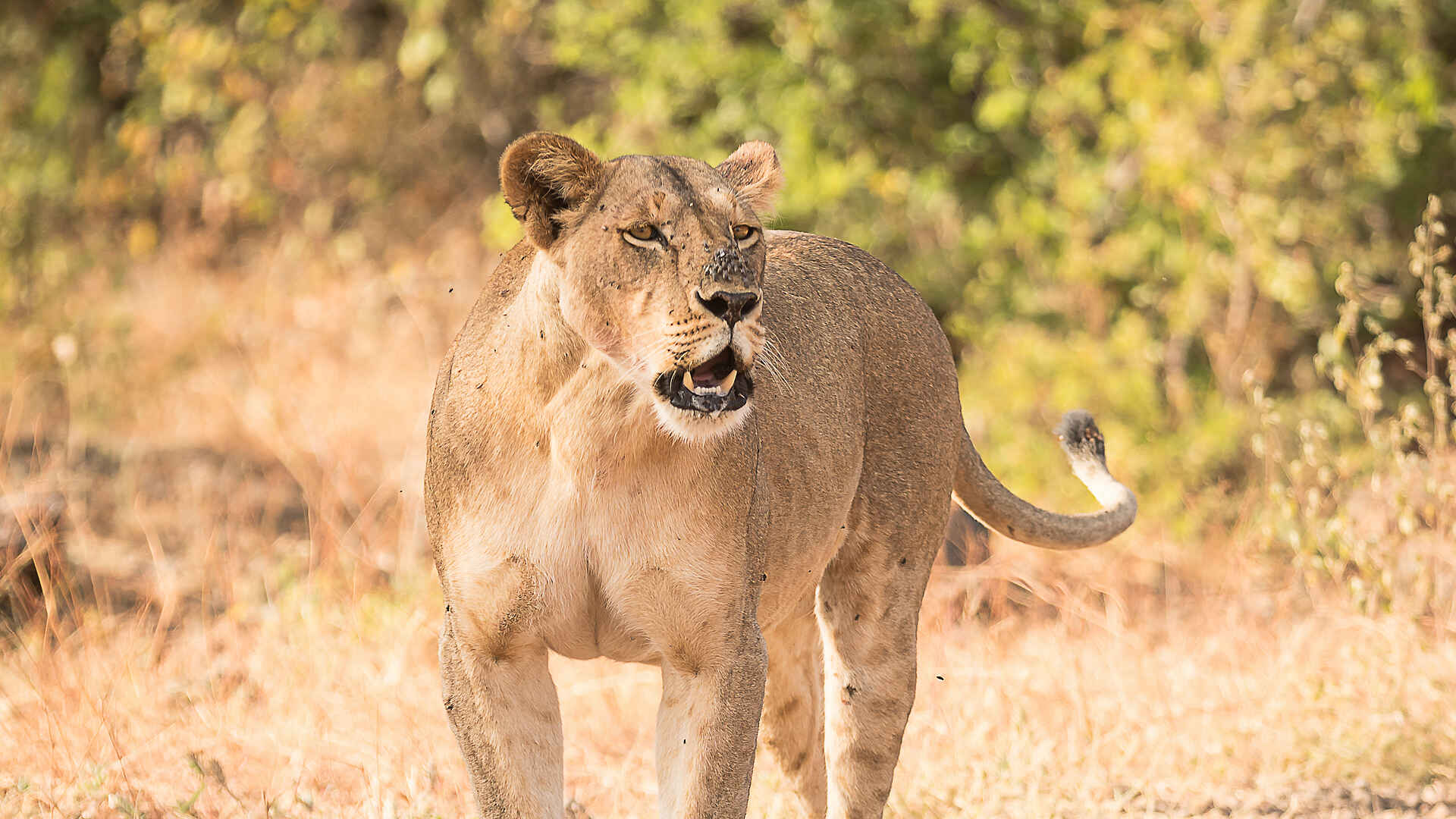 Ulusaba Rock Lodge: Löwin Ulusaba Rock Lodge: Löwin