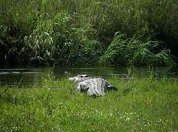 Wasa Lodge: Nilkrokodil