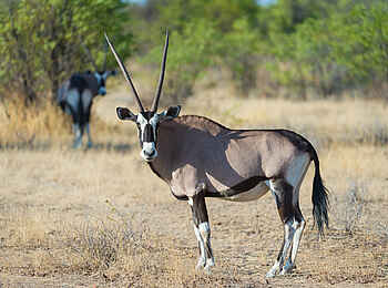 Wilderness Etosha Camp: Oryxantilope