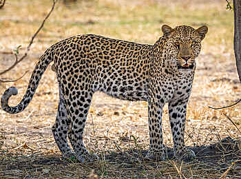 Wilderness Mokete Camp: Leopard