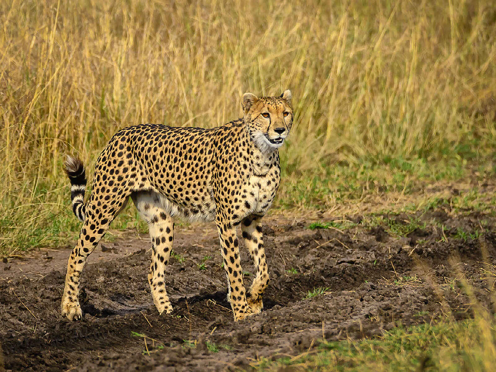 Entim Masai Mara: Gepard im Gelände Entim Masai Mara: Gepard im Gelände