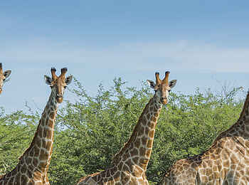 Leopard Plains: Neugierige Giraffen Leopard Plains: Neugierige Giraffen