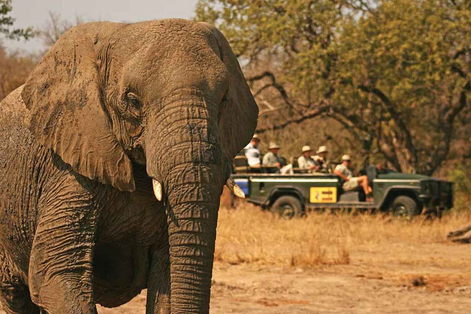 MalaMala Camp: Game Drive mit Elefant MalaMala Camp: Game Drive mit Elefant