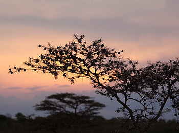 Naboisho Camp: Sonnenuntergang