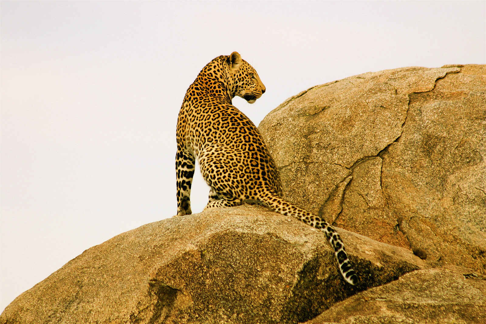 Richards River Camp: Leopard auf Fels Richards River Camp: Leopard auf Fels
