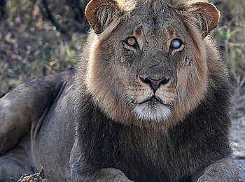 Robins Camp: Halbblinder Löwe Robins Camp: Halbblinder Löwe