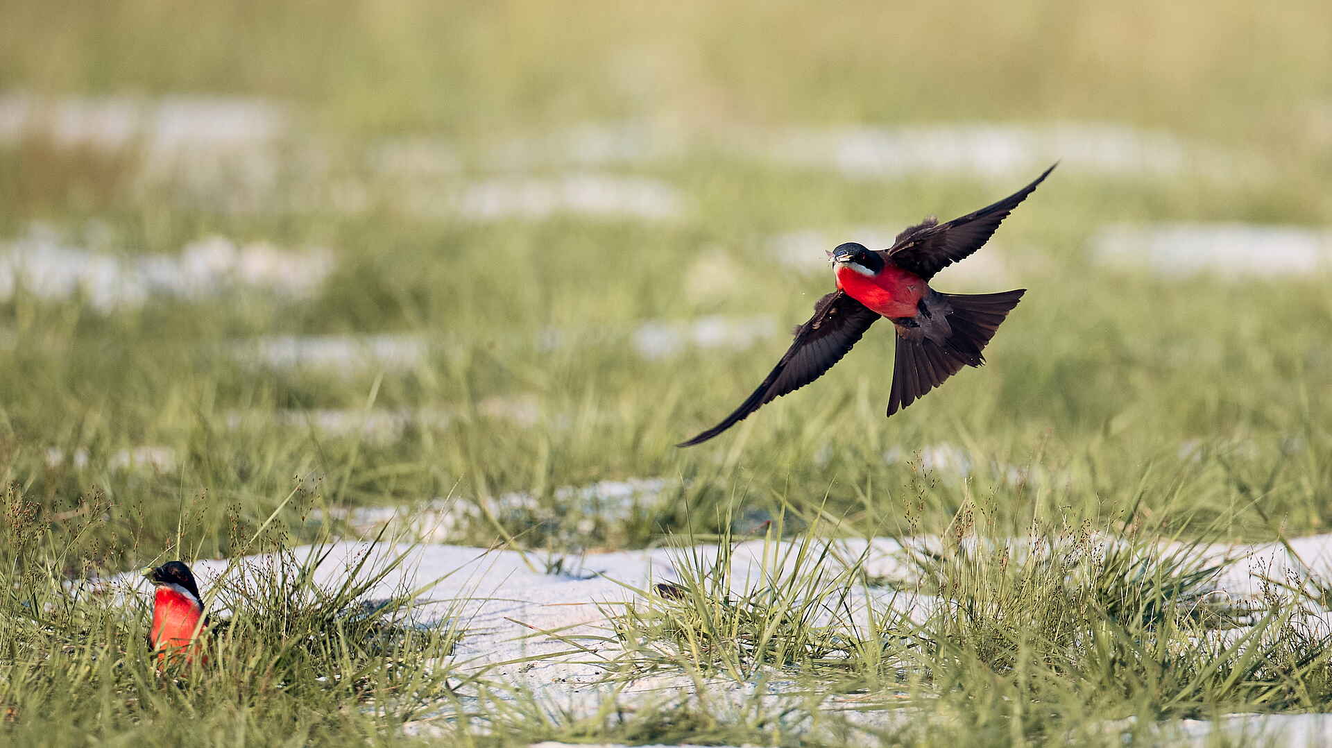 Sette Cama Eco Camp: Rosenspinte Sette Cama Eco Camp: Rosenspinte