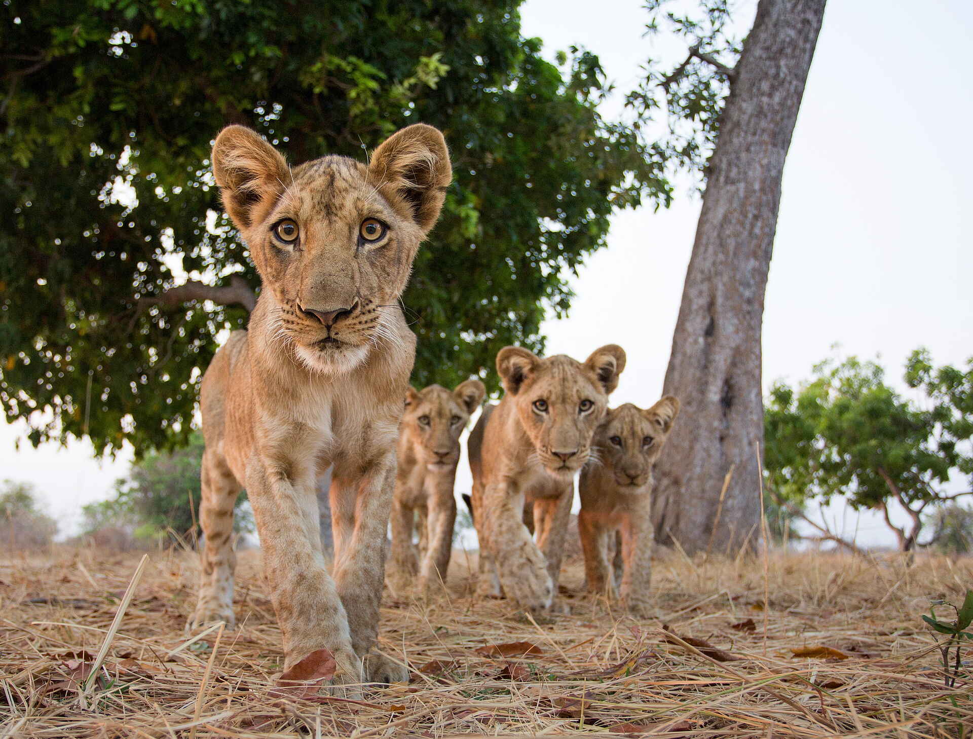 Time + Tide Luwi: Die Löwen im Blick