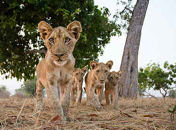 Time + Tide Luwi: Die Löwen im Blick