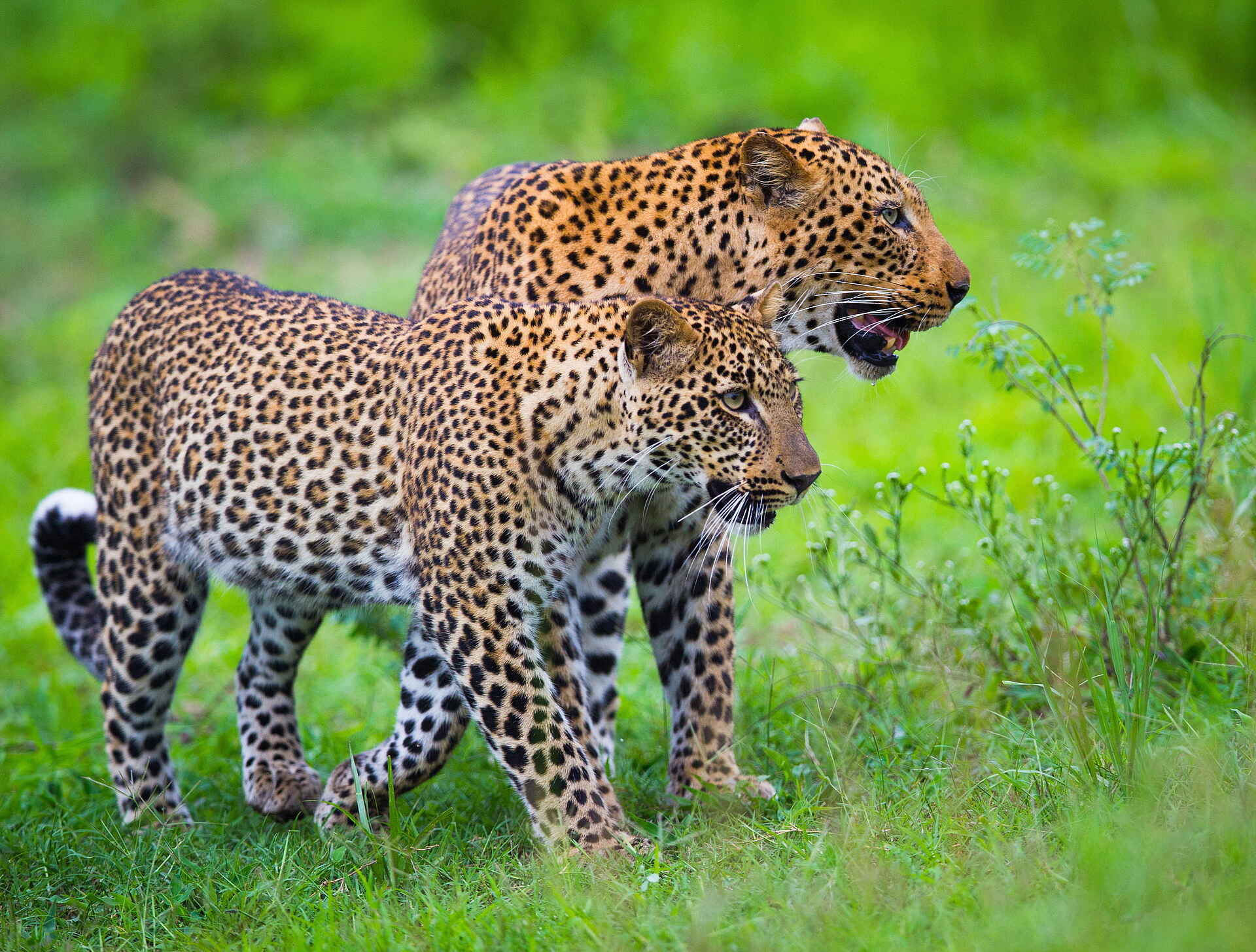 Time + Tide Mchenja: 2 Leoparden Time + Tide Mchenja: 2 Leoparden