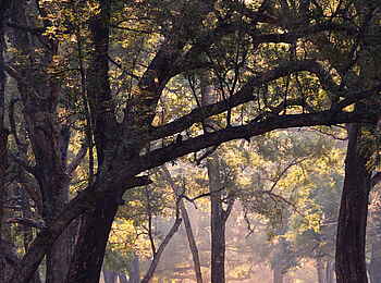Time + Tide Mchenja: Buschwanderung in Galeriewald