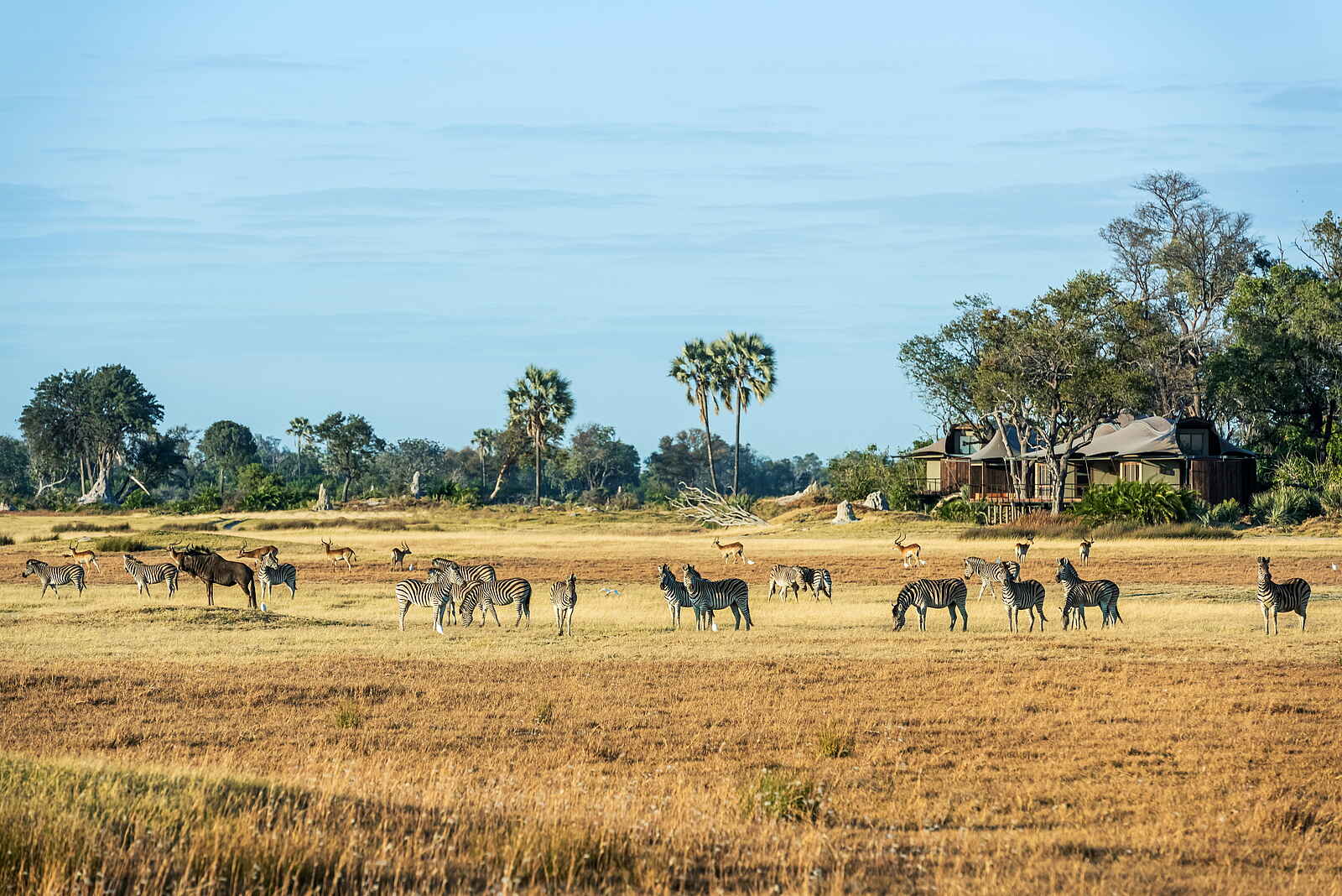 Xigera Safari Lodge: General Game vor der Lodge Xigera Safari Lodge: General Game vor der Lodge
