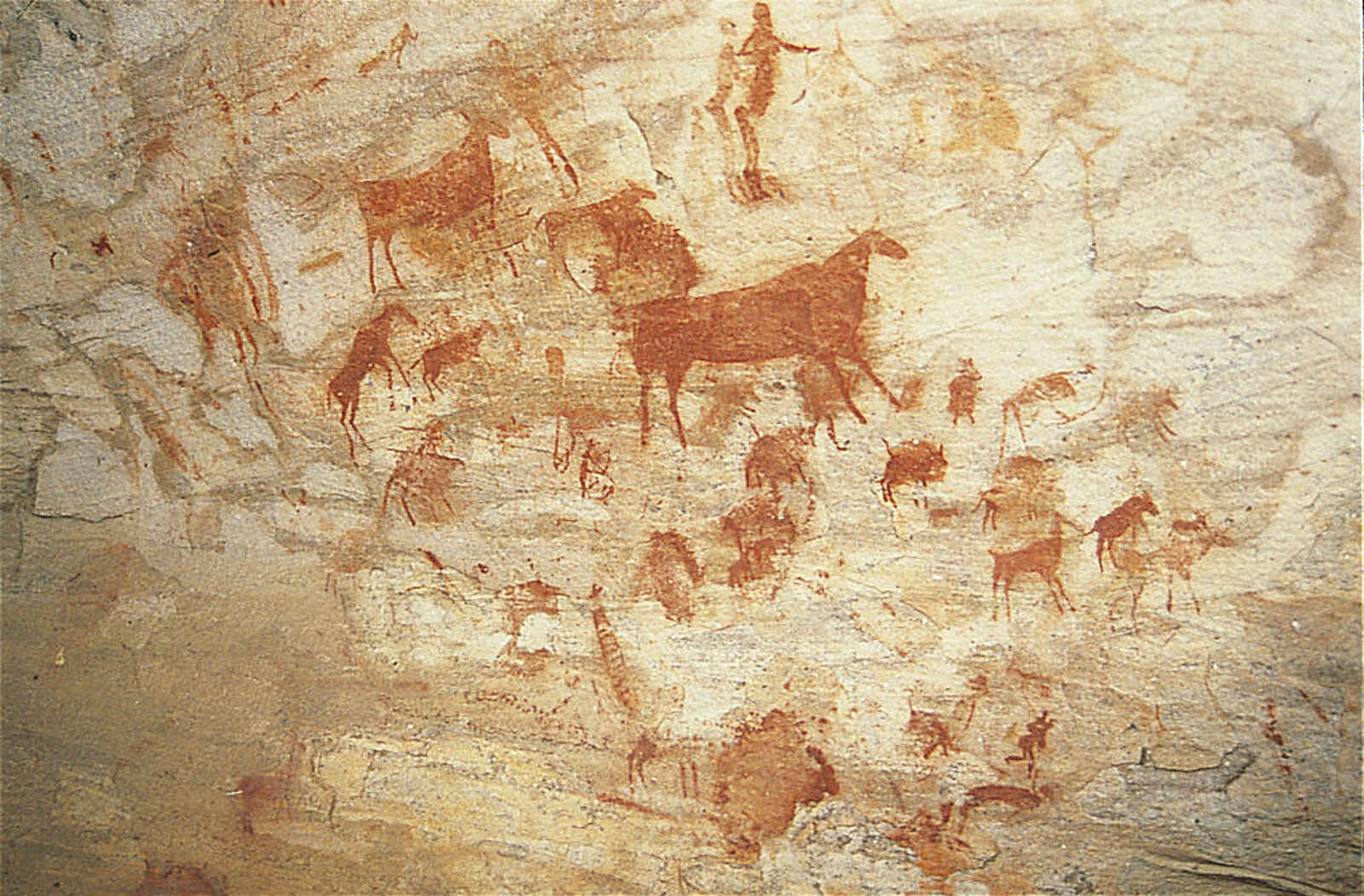 Bushmans Kloof Wilderness Lodge: Felsmalerei Bushmans Kloof Wilderness Lodge: Felsmalerei