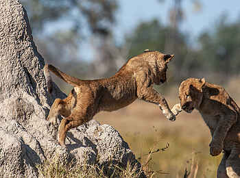 Chitabe Camp: Spielende Löwen
