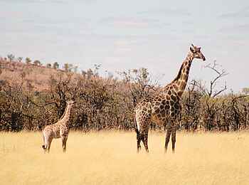 Ghoha Hills Savuti Lodge: Giraffen