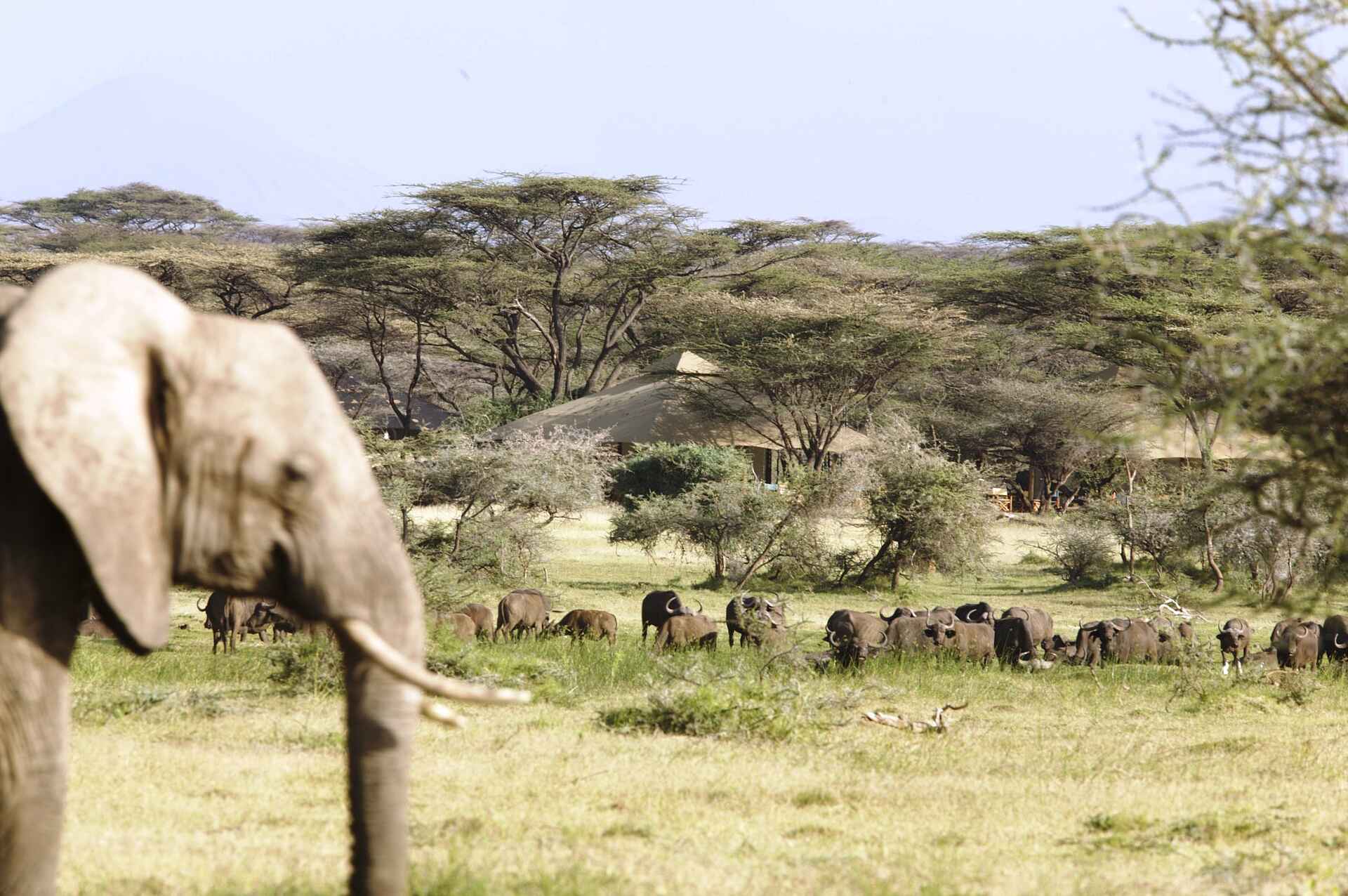 Joy's Camp: Elefantenherde vor dem Camp