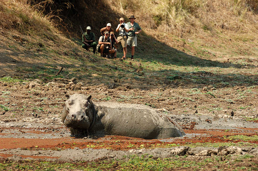 Kaingo Walking Safari: Nilpferd im Schlammloch Kaingo Walking Safari: Nilpferd im Schlammloch
