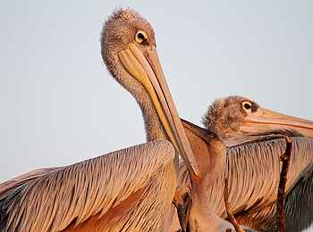 Kanana-Nyana-Camp: Pelikane