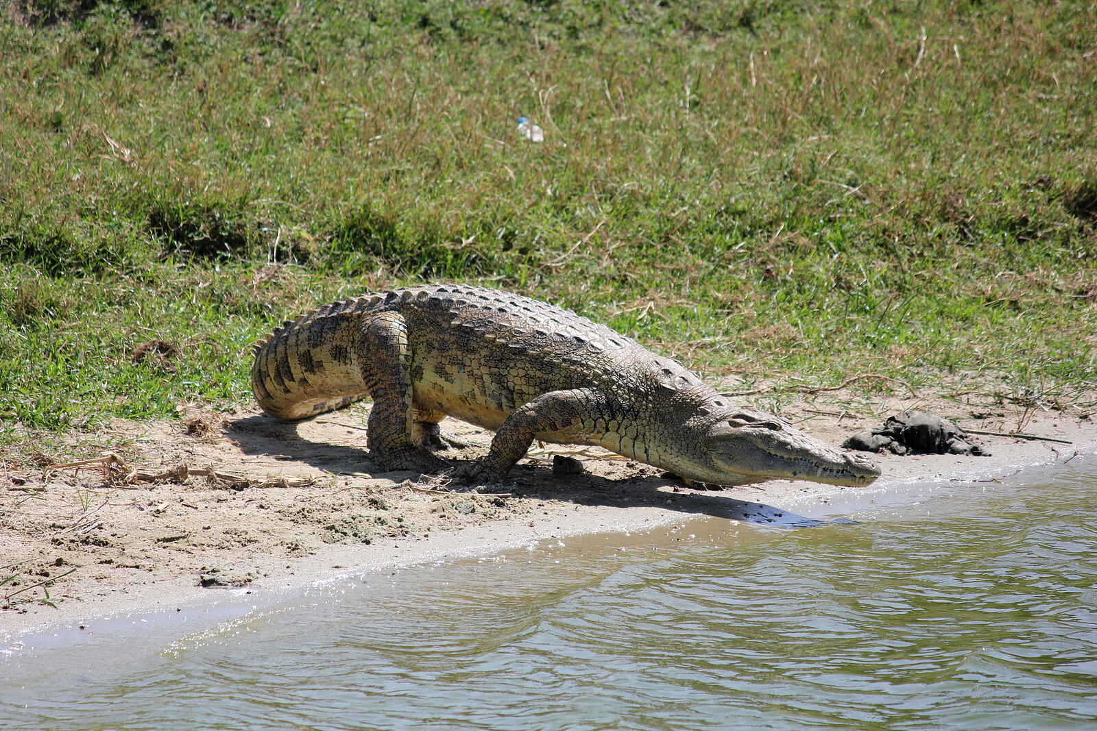 Kasenyi Safari Camp: Krokodil am Ufer des Kazinga Channel Kasenyi Safari Camp: Krokodil am Ufer des Kazinga Channel