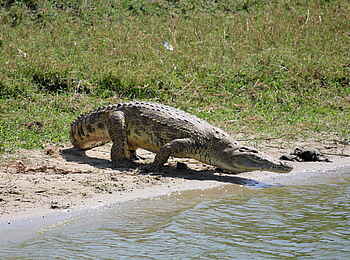 Kasenyi Safari Camp: Krokodil am Ufer des Kazinga Channel