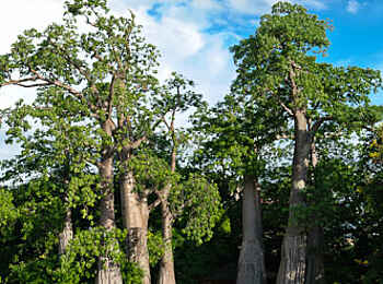 Kaya Mawa: Baobabs in der Nähe der Rezeption