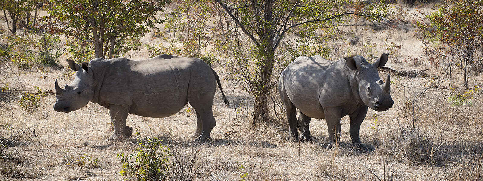 Khayelitshe House: Nashörner im Busch Khayelitshe House: Nashörner im Busch