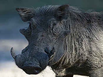 Kulandila Camp: Ein Warzenschwein Kulandila Camp: Ein Warzenschwein