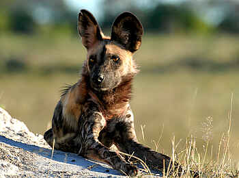 Kwara Camp: Ruhender Wildhund Kwara Camp: Ruhender Wildhund