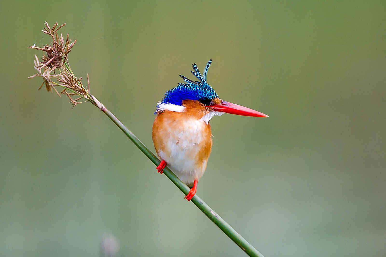 Little Tubu: Malachite Kingfisher Little Tubu: Malachite Kingfisher