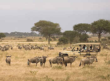 Manyara Ranch: Gnuherde Manyara Ranch: Gnuherde