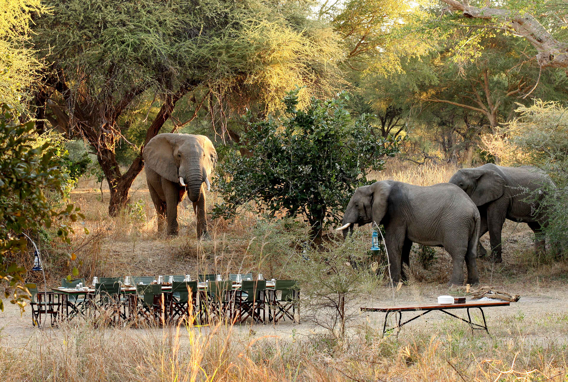 Mdonya Old River Camp: Elefanten beim Bush Lunch Essential Destinations, Mdonya Old River Camp, Ruaha National Park, Aktivitäten, Bush Lunch, Elefant, Walking Safari, afrikarma, afrikarma Safaris, afrikarma Safaris - Wildnis. Hautnah., afrikarma.de