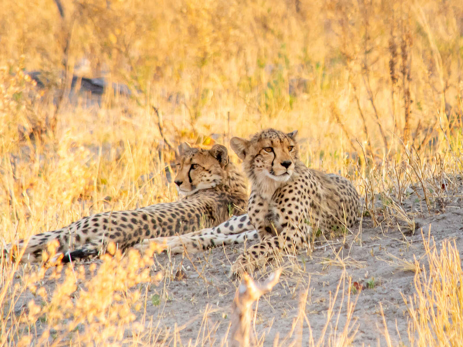 Mma Dinare Camp: Geparde Mma Dinare Camp: Geparde