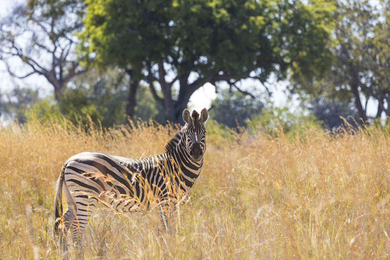 Monachira Camp: Zebra Monachira Camp: Zebra