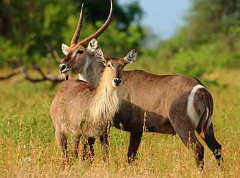 Motswari Game Lodge: Wachsame Antilopen