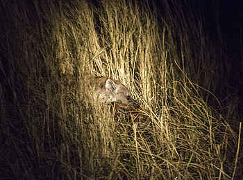 Mukambi Fig Tree Bush Camp: Eine Hyäne im hohen Gras