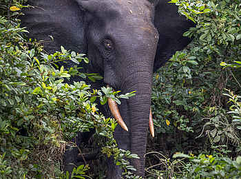 Nyanga Lodge: Portrait