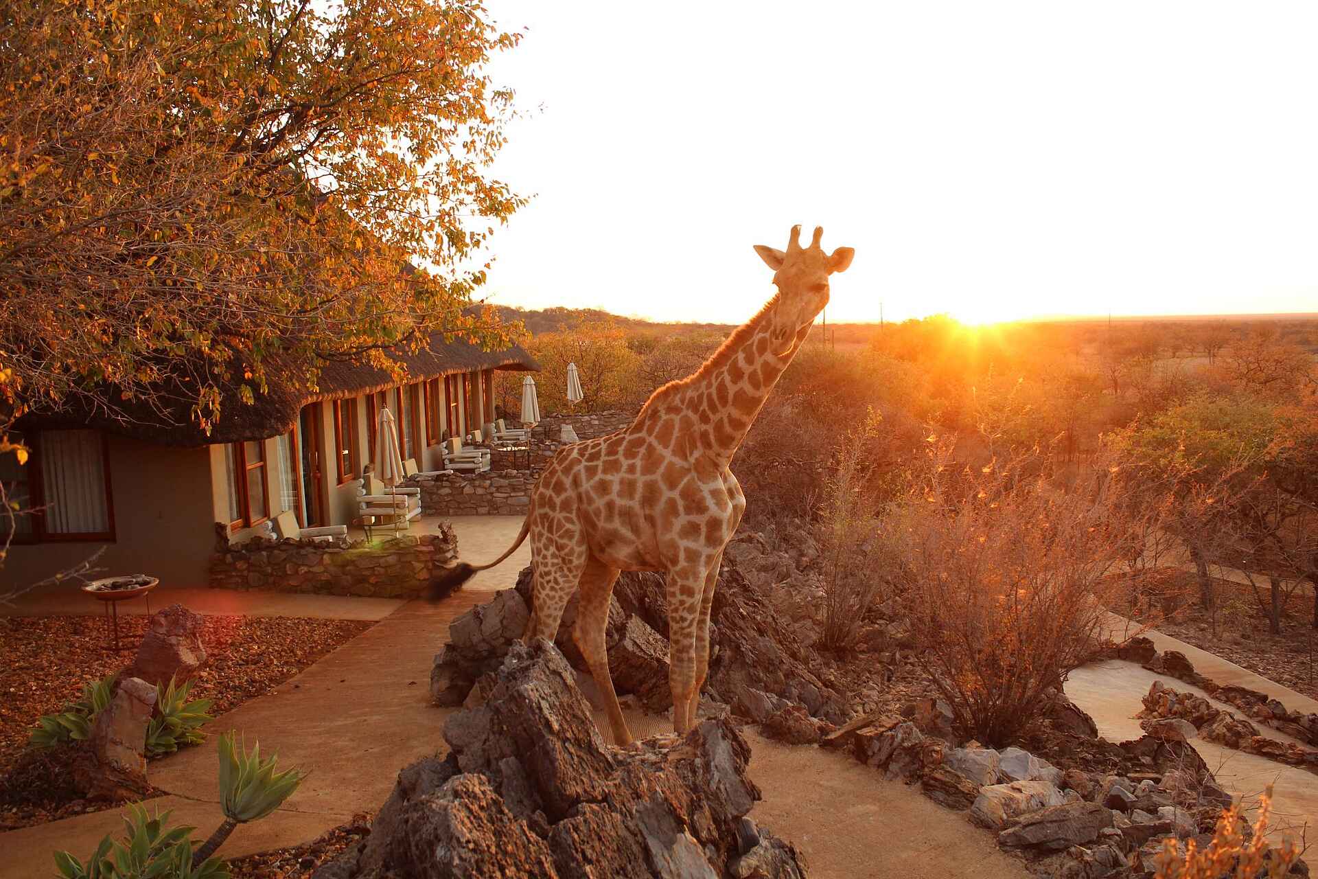Etosha National Park, Okutala African Quest, Okutala Lodge, Xplorer Experience, Ausblick, Gästehaus, Giraffe, Sonnenuntergang, Terrasse, Afrikarma, Afrikarma Safaris, Afrikarma Safaris – Wildnis. Hautnah., afrikarma.de