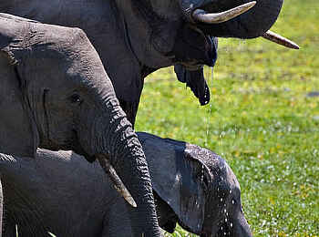 Robin Pope River Journeys: Elefanten trinken