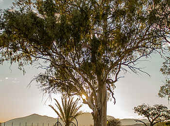 Voigtland Guesthouse: Der Garten