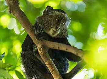 Wilderness Mara Camp: Affe