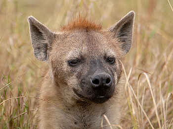 Entim Masai Mara: Hyänenportrait
